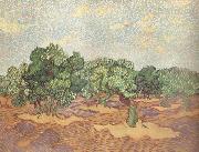 Vincent Van Gogh, Olive Grove:Pale Blue Sky (nn04)
